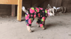 topito-ce-que-les-freelances-ne-disent-pas-cool-pyjama-esprit-freelance-blog